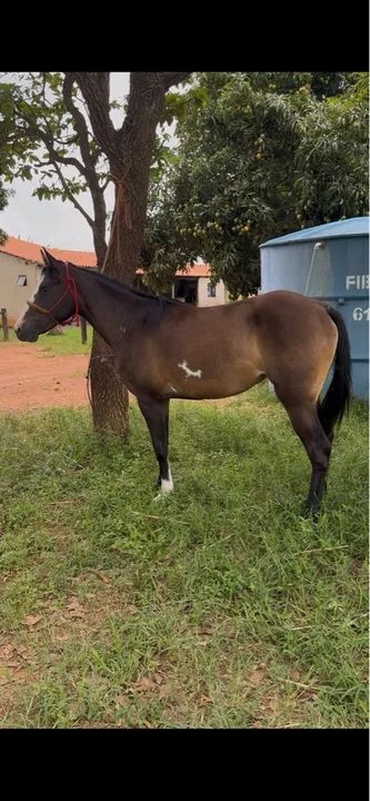 POTRA QUARTO DE MILHA - Foto 5