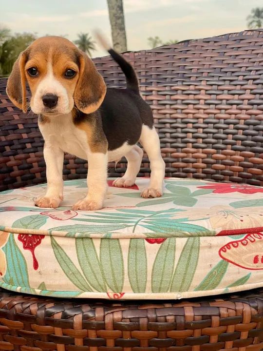 Filhote Beagle Triunfokennel - Cachorros - Centro, Campos dos ...