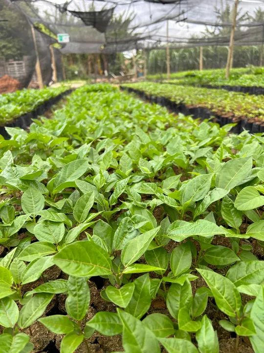 Mudas frutíferas  - Foto 4