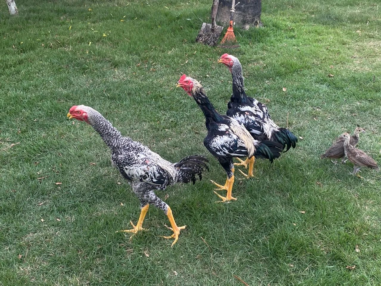 Anúncio: Frangos Índios Gigantes - Genética de Alto Padrão**    - Foto 3