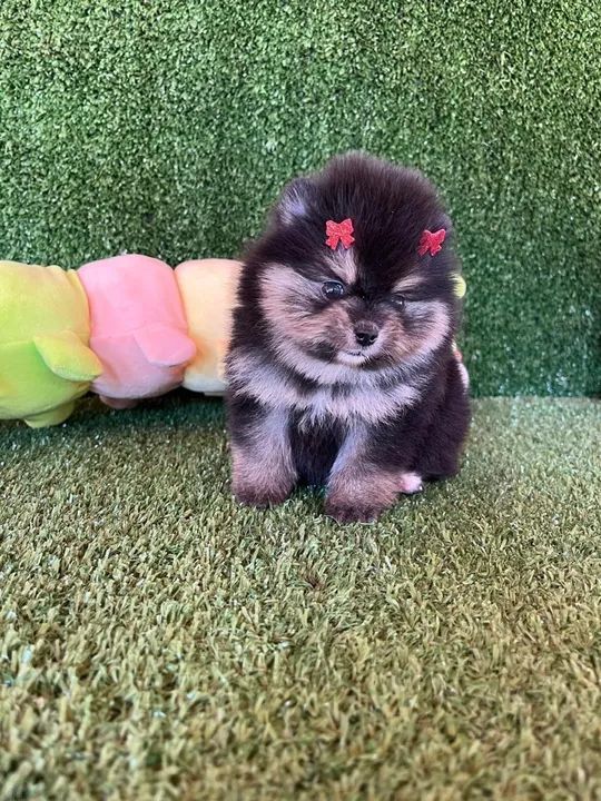 Filhote de Pomerania - Lulu Fêmea - Foto 3