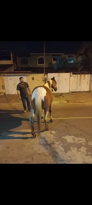 Vendo égua meio sangue mangalarga  - Foto 3