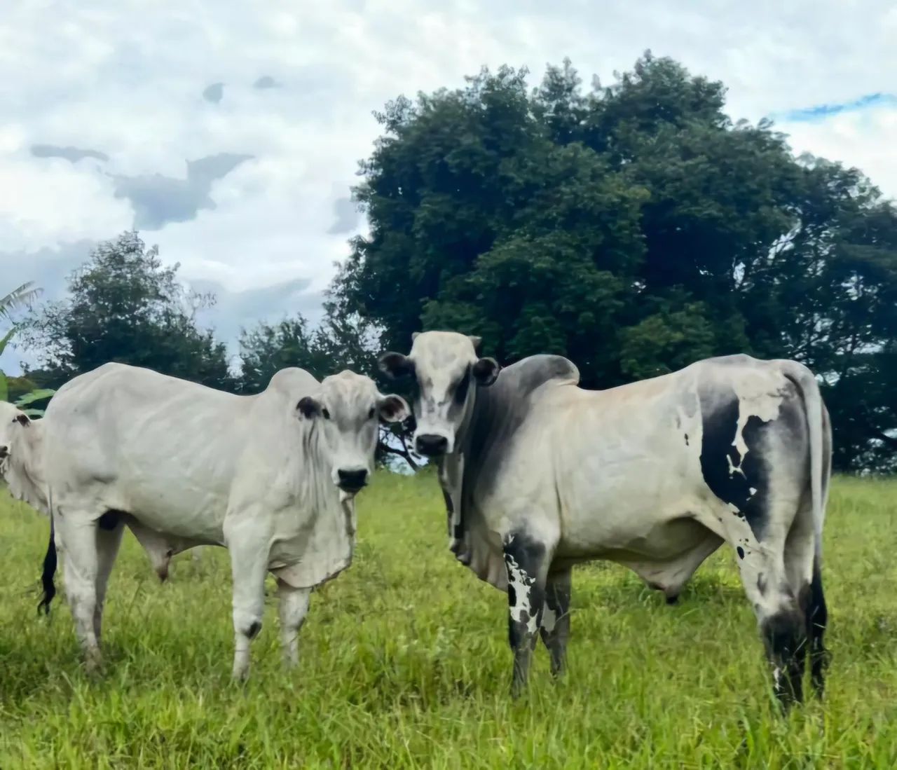 Touros Nelore PO - Foto 2