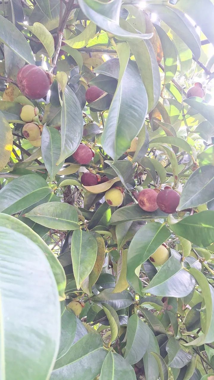 Mangostão em manaus - Foto 2