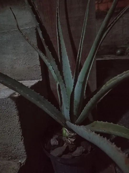 Planta de Aloe Vera (popular babosa)