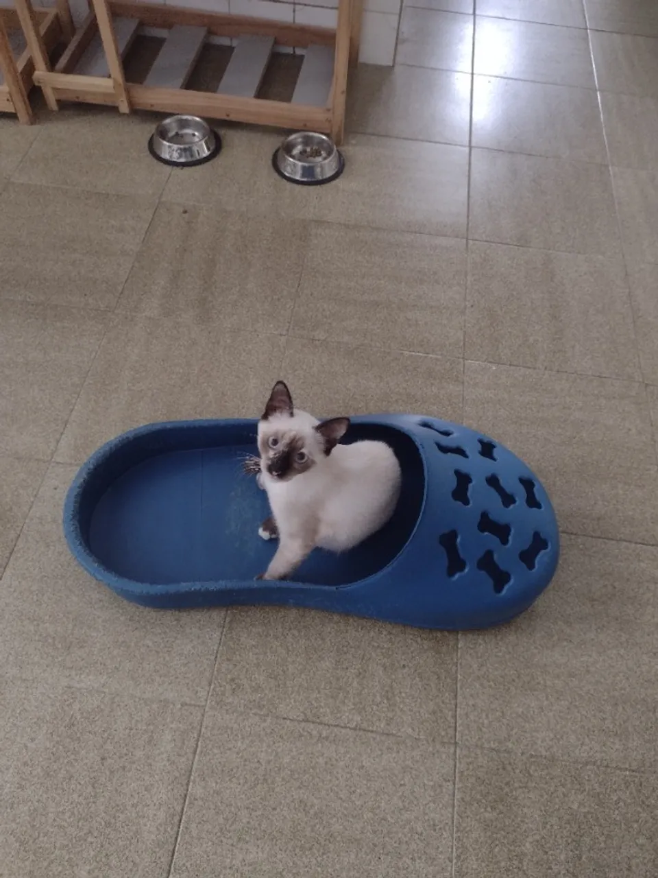 Gatinha para adoção
