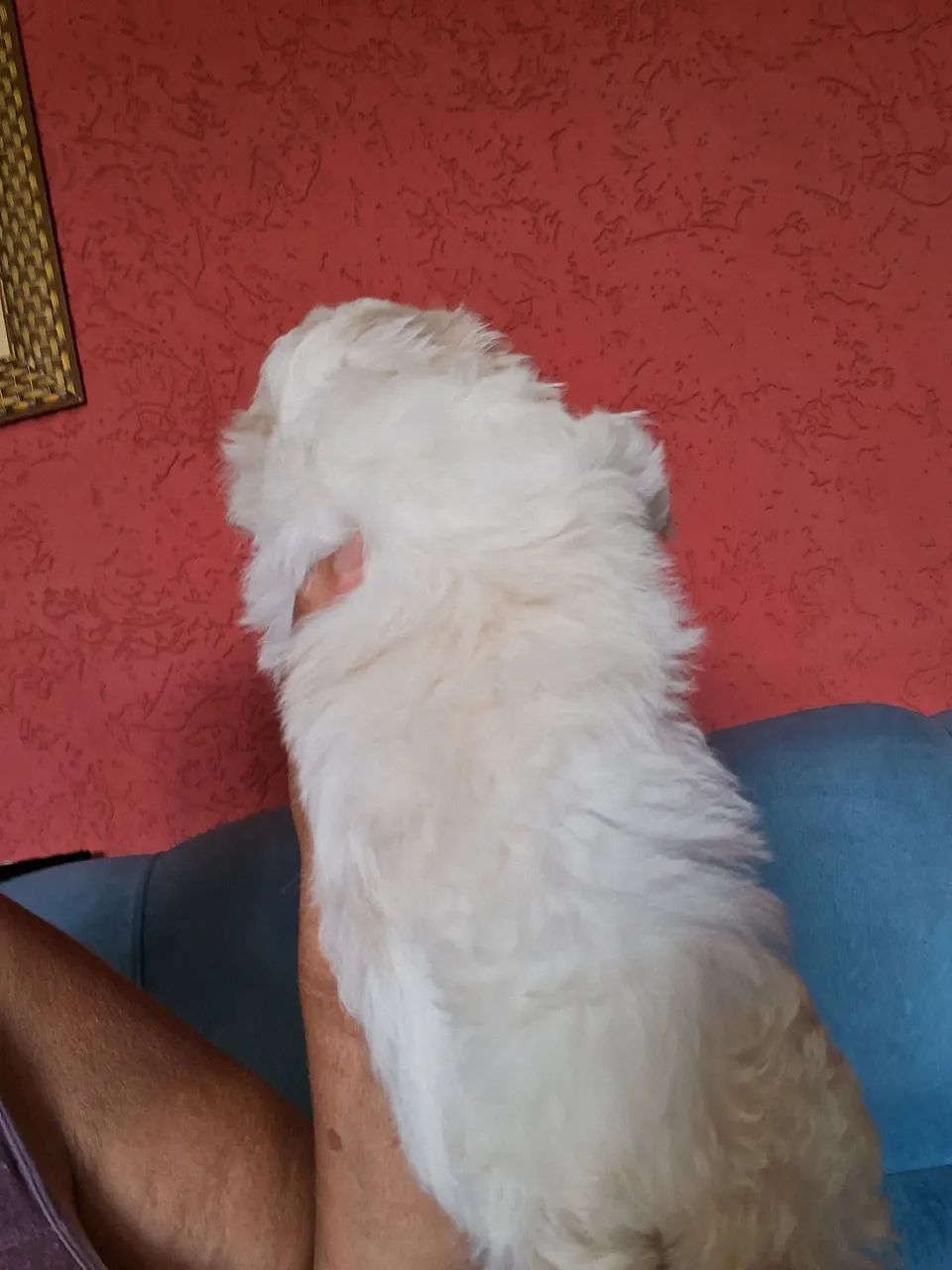 Menina linda Filhote  Maltês  - Foto 4