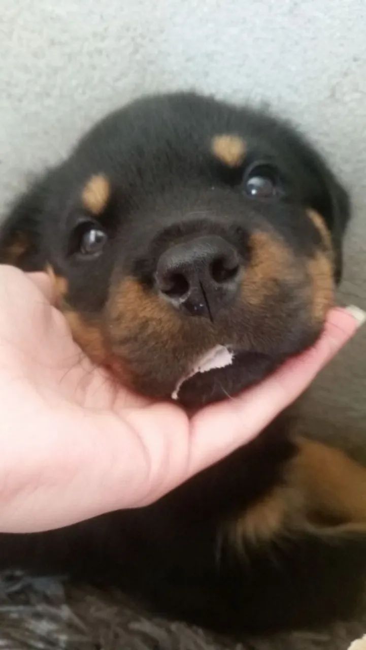 Rottweiler filhote disponível comendo ração premium