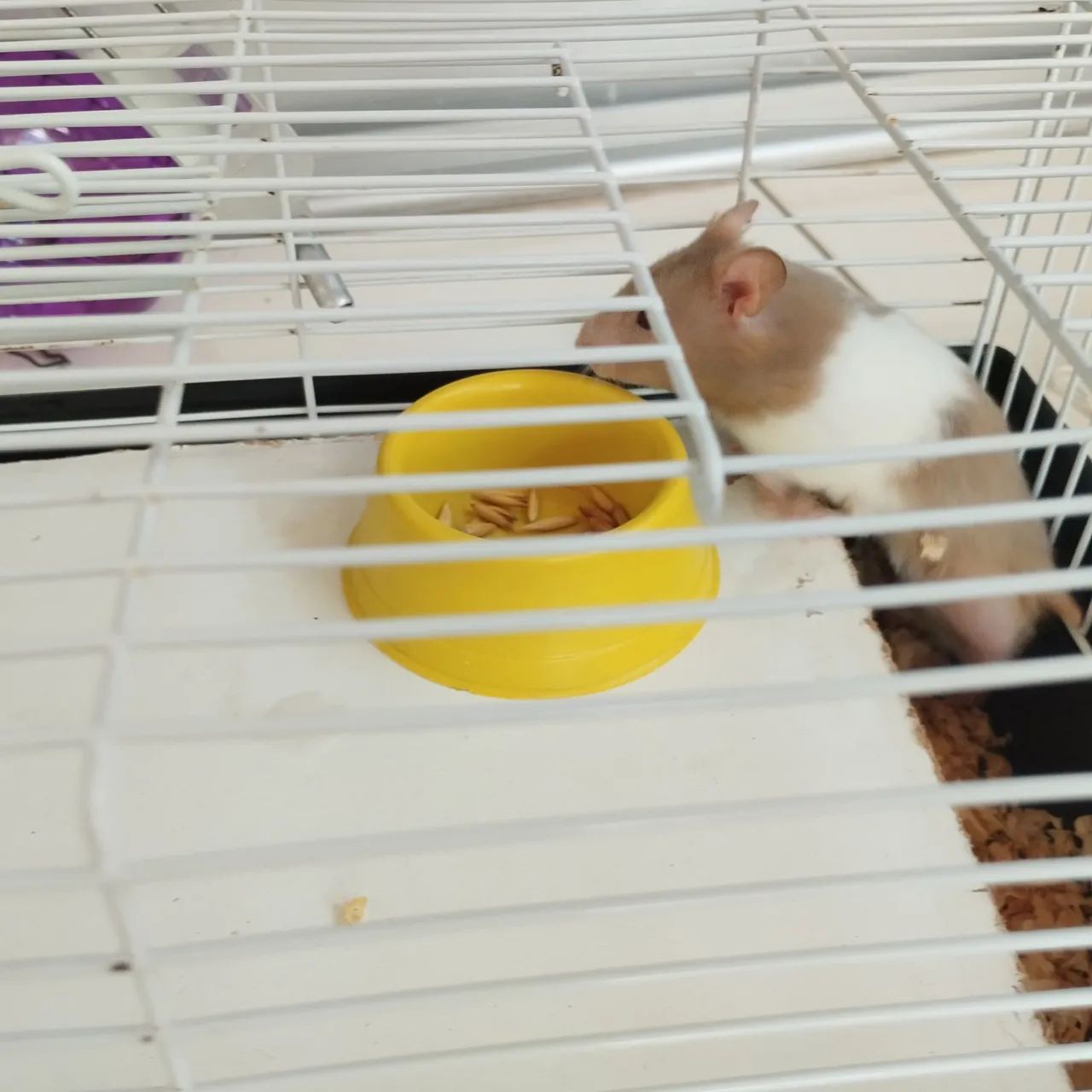 Animal de estimação  - Foto 2