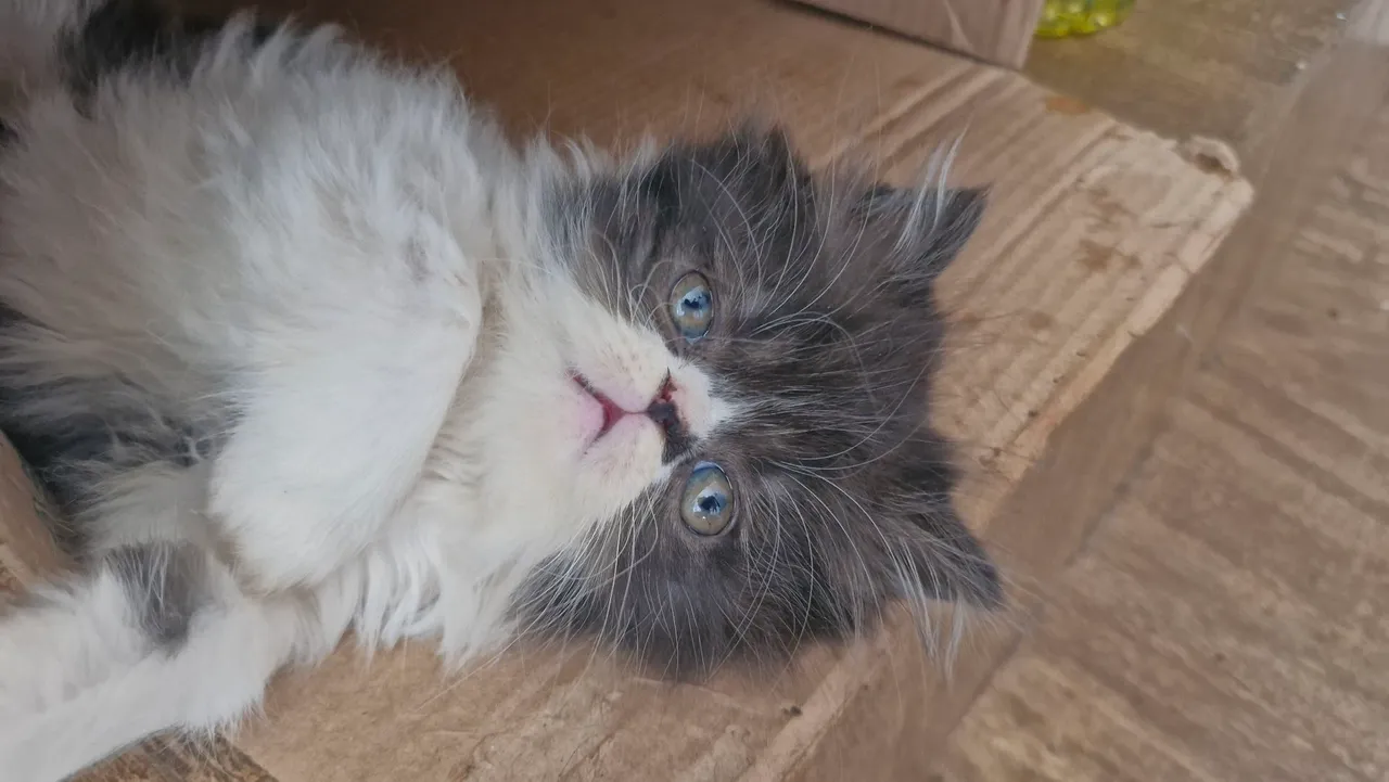Gatinho Persa 