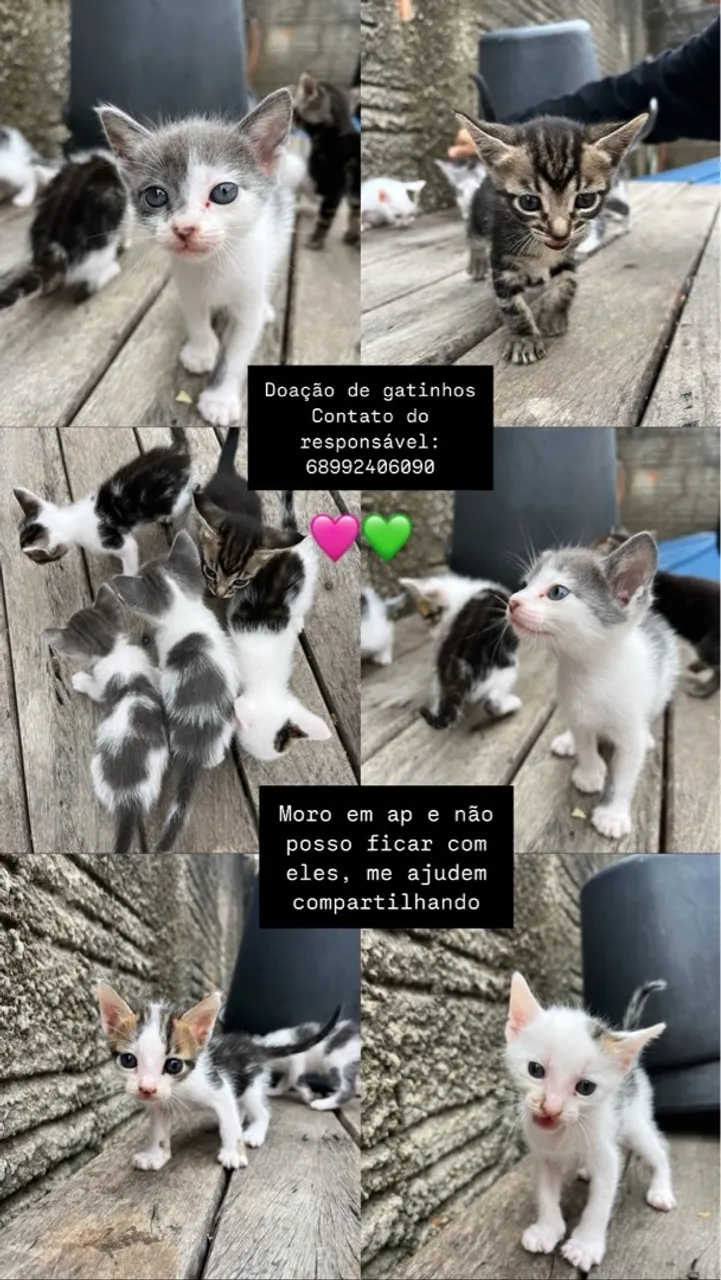 Doação de filhotes de gatos - Urgente!