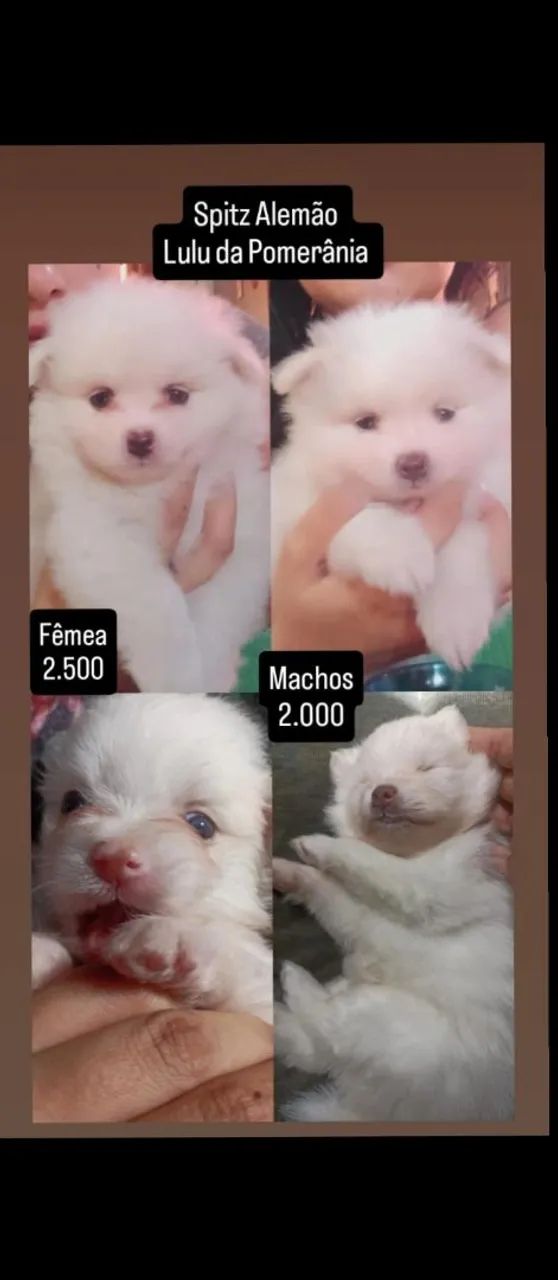 Filhote de lulu da Pomerânia/ Spitz  - Foto 2