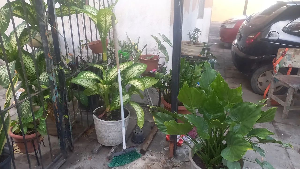 Planta Comigo Ninguém Pode.