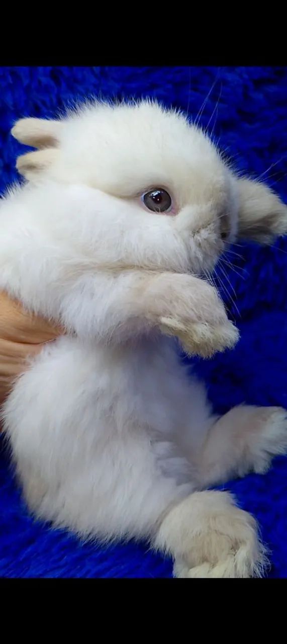 Várias raças de minis coelhos e coelho anão(ZAP na descrição) - Foto 5