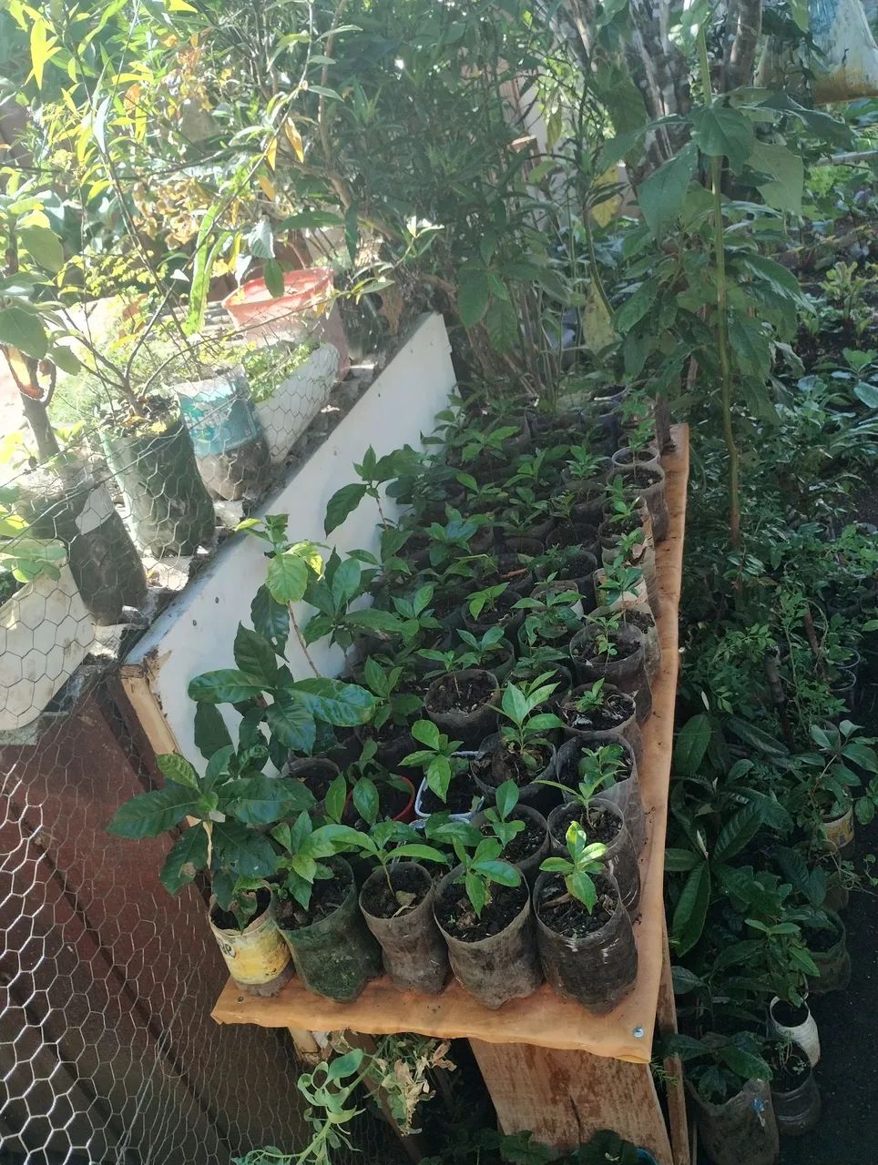 Mudas de café prontas para o plantio , todas do mesmo tamanho das fotos. Só R$ 5,00 cada ! - Foto 2