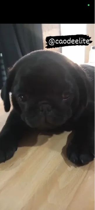 Filhotes pug, cães criados com todo cuidado e amor para você!