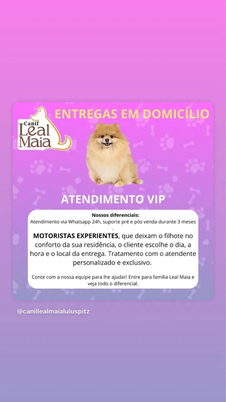 Canil Leal Maia especializado em Lulu / Melhor linhagem / Maior canil de Spitz - Foto 2