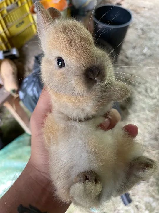 Mini Coelho Netherland a venda  - Foto 4