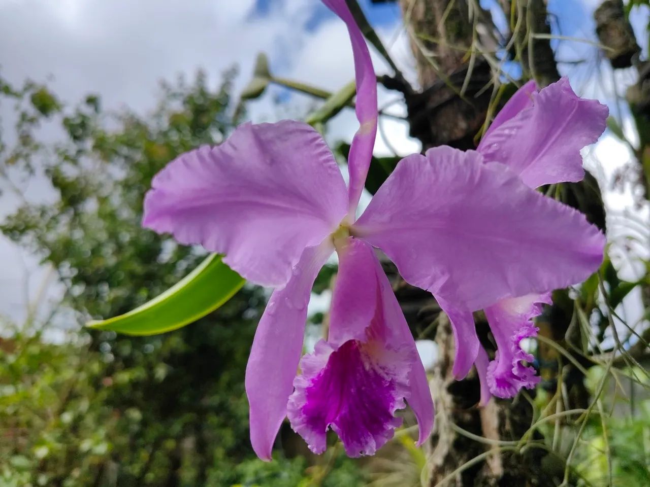 Lindas Orquídeas Cattleyas, Phal e outras