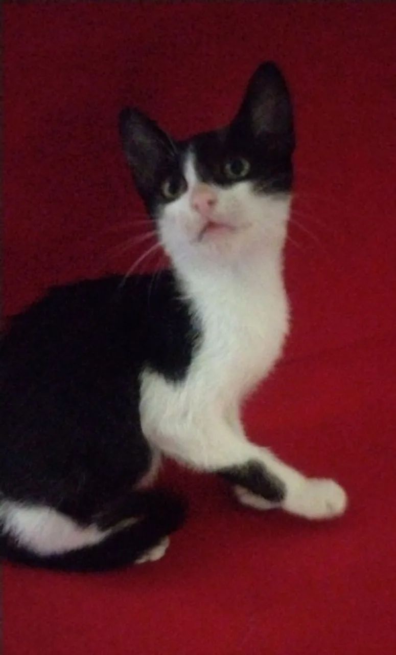 Gatos para adoção responsável 