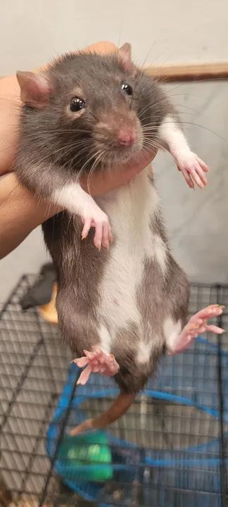 Rato Twister/ Rato mercol, ratinho de laboratório  - Foto 6