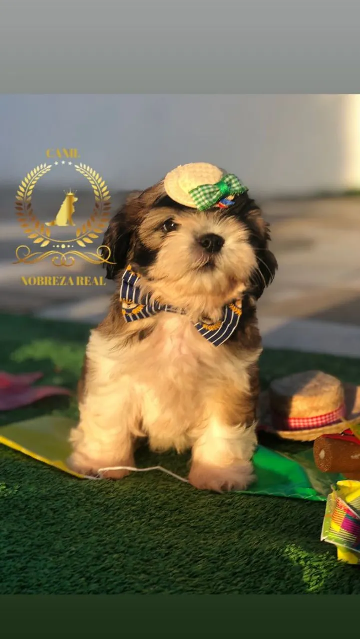 Shih Tzu Macho @CanilNobrezaReal