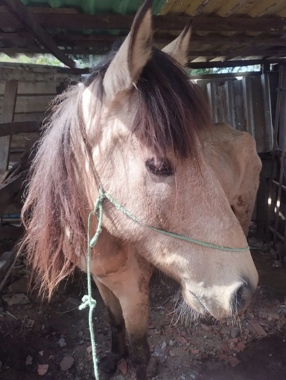 Cavalo