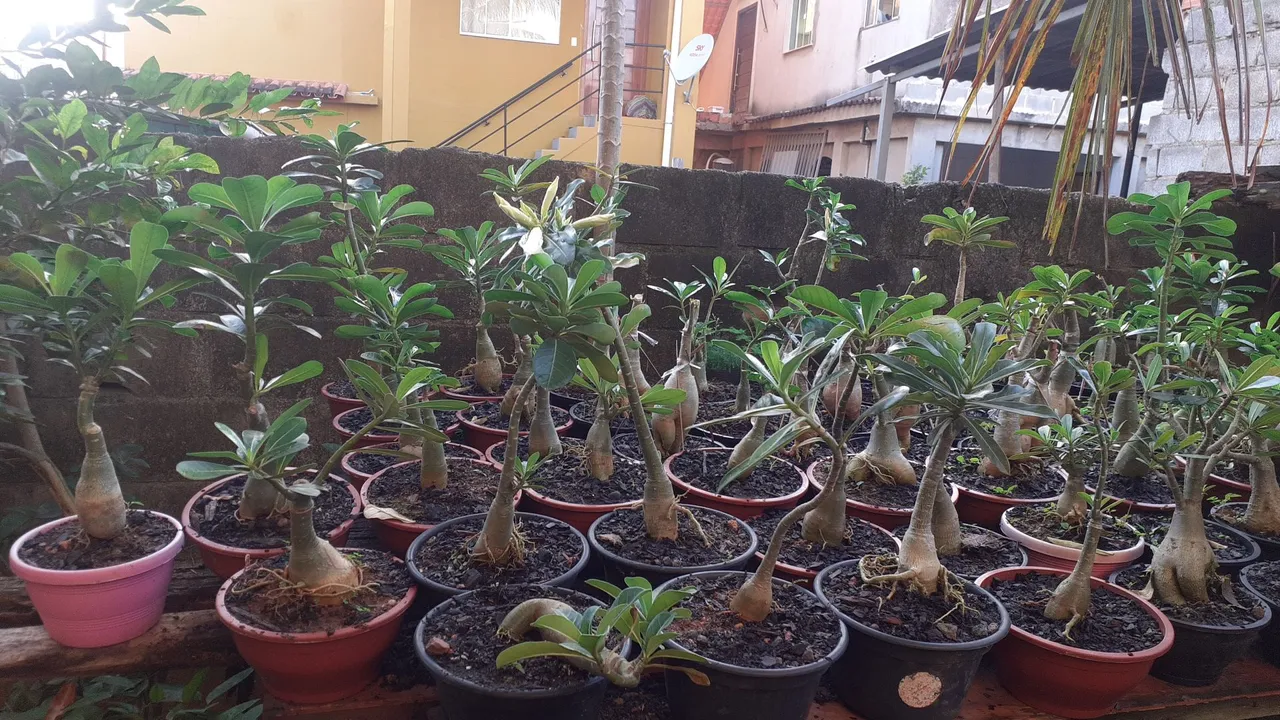 Mudas de Rosa do Deserto - Lindas e saudáveis!