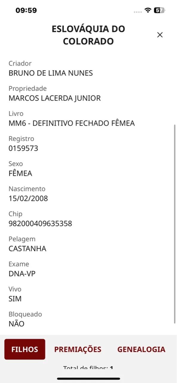 Égua mangalarga registrada  - Foto 2