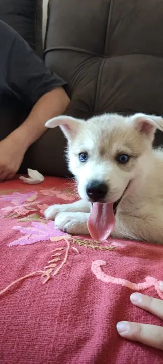 Filhote Husky siberiano  - Foto 5