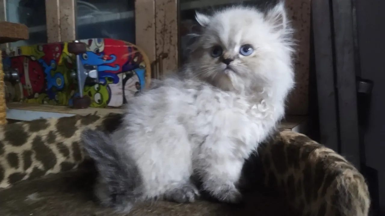 Persa 2 Meses Macho e Fêmea  - Foto 5