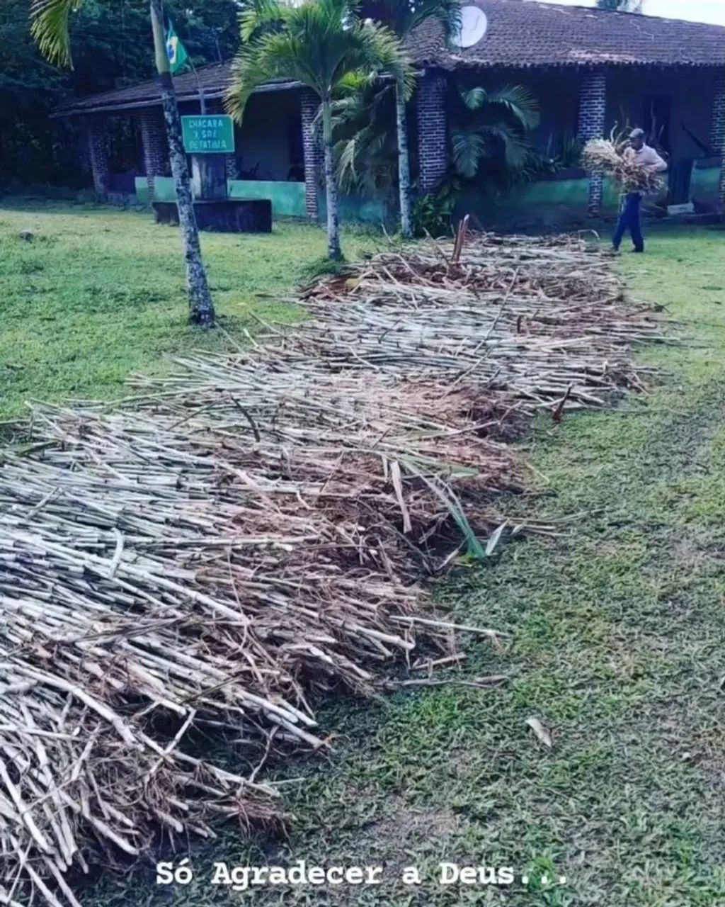 APROVEITE AS CHUVAS E PLANTE CAPIM BRS CAPIAÇU VENDO GEMAS 