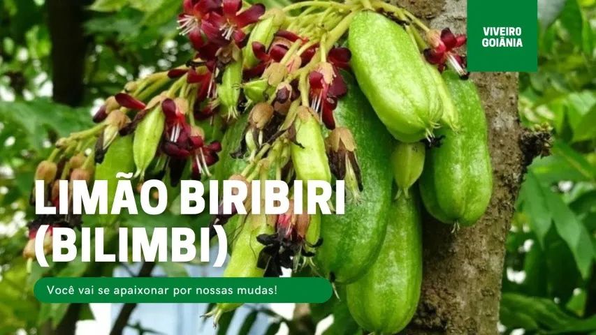 mudas do limão biri biri 