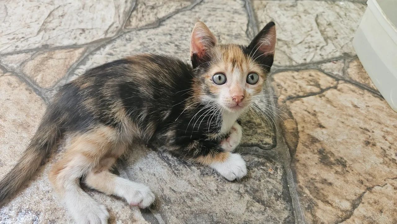 2 gatas para adoção