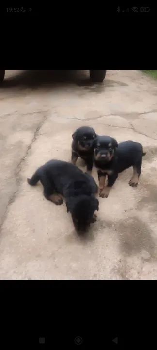 Filhotes de Rottweiler