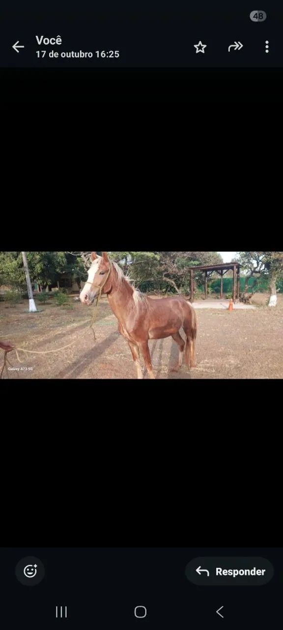 VENDA DE CAVALO - Foto 2