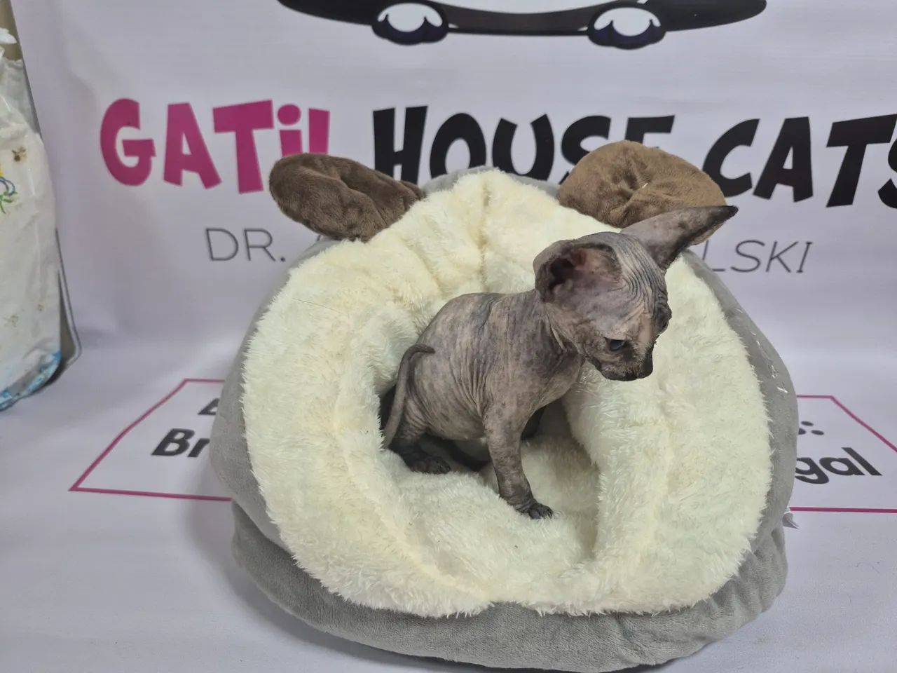 Gatinho Sphynx - Fêmea blue tortie - Foto 3