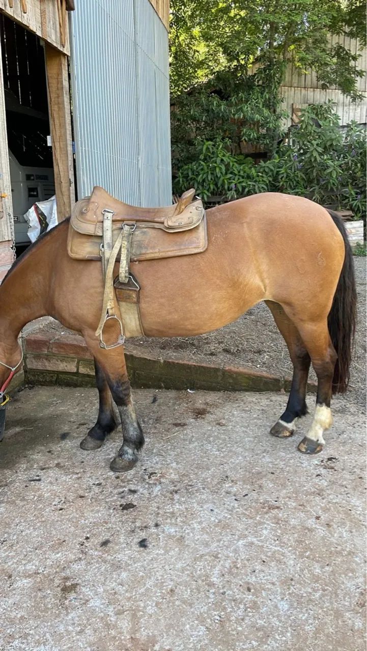 Gateada Professora, Craque! - Foto 4