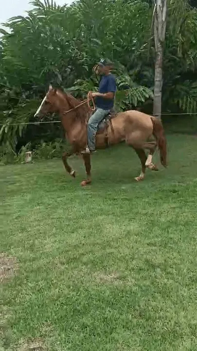 Cavalo - Puro Sangue - Manga Larga