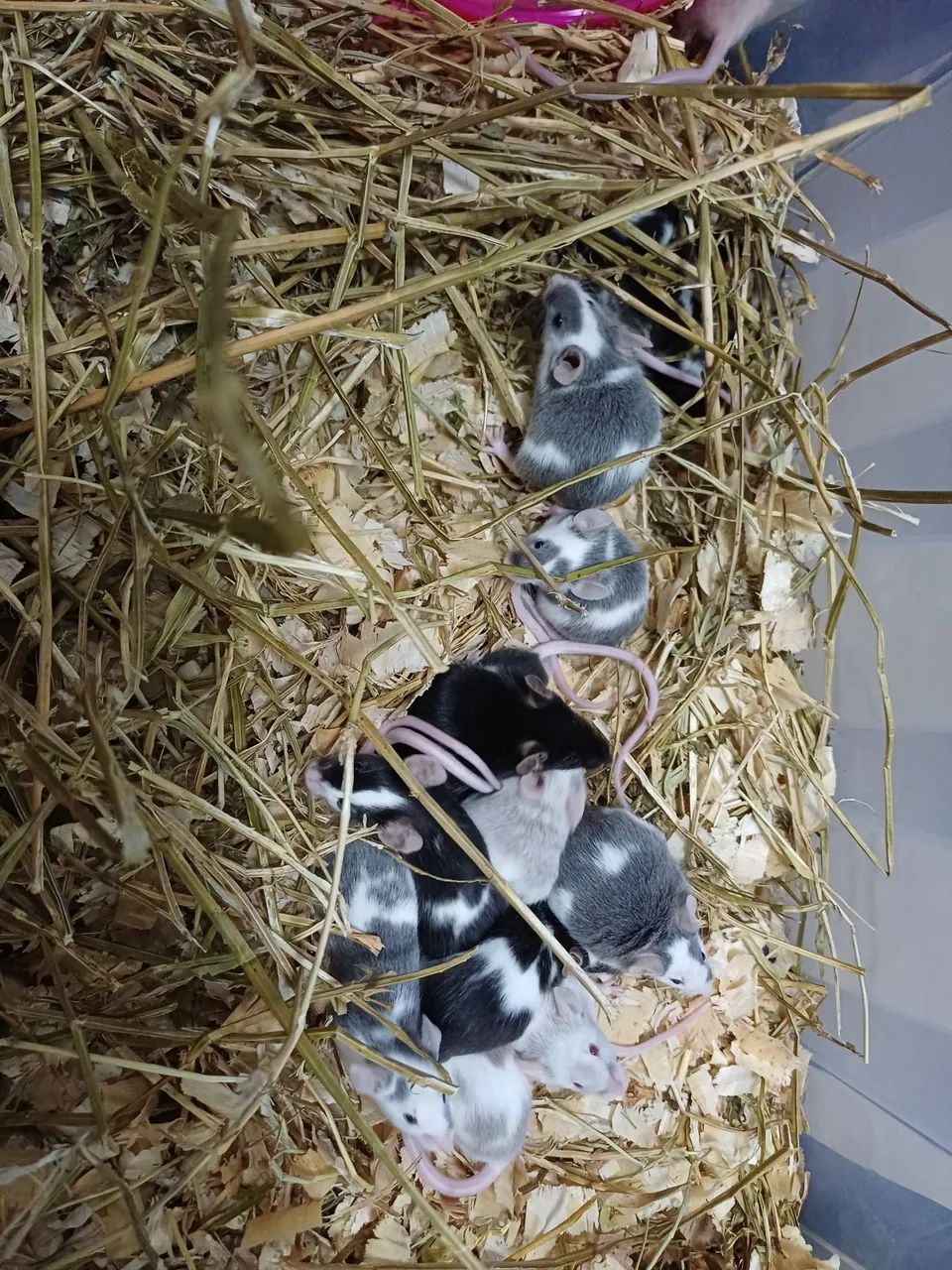 Hamster camundongo pet64304356336003122