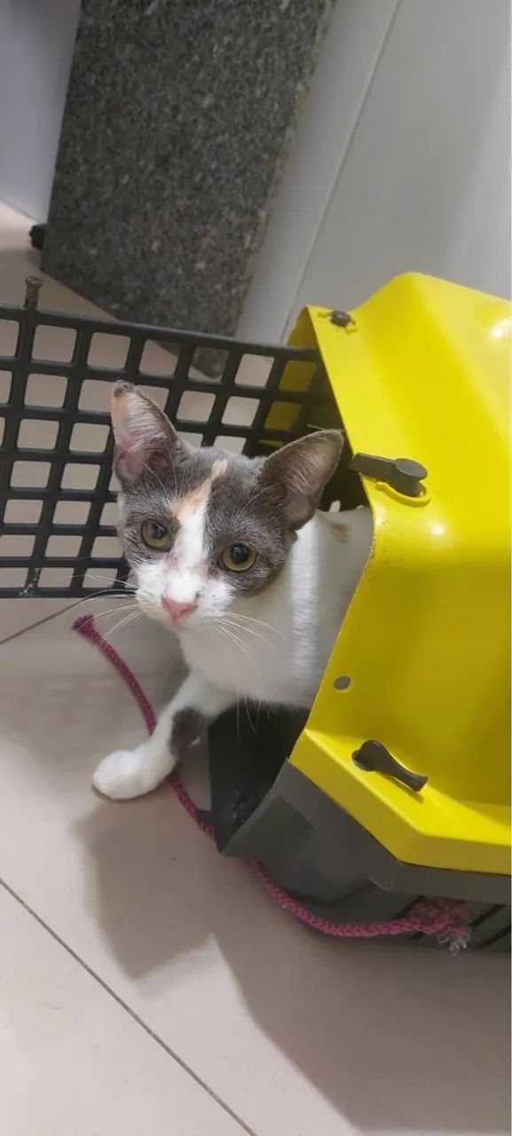 Gata castrada, vacinada MUITO carinhosa   - Foto 2