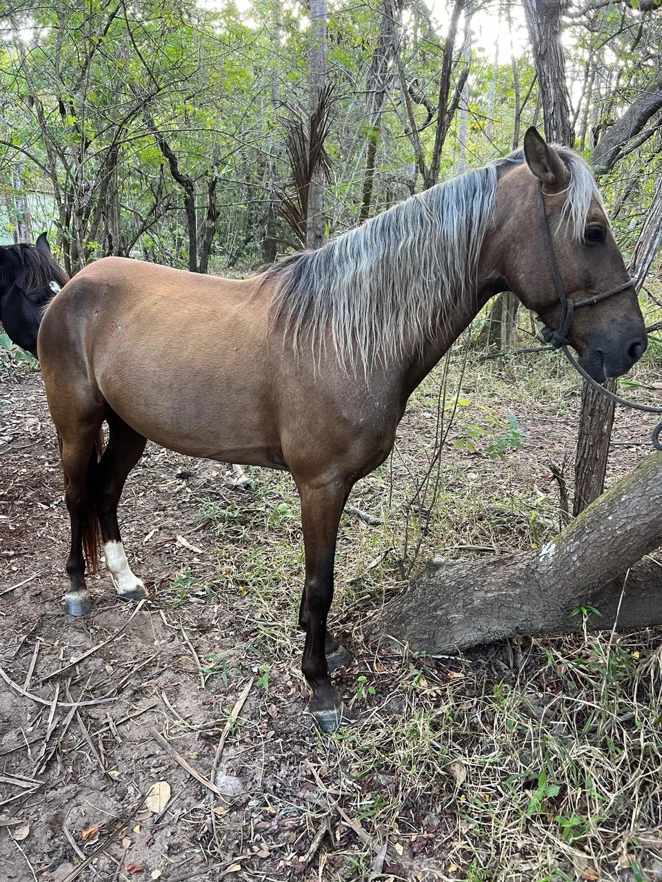Vendo égua 6 anos  - Foto 2