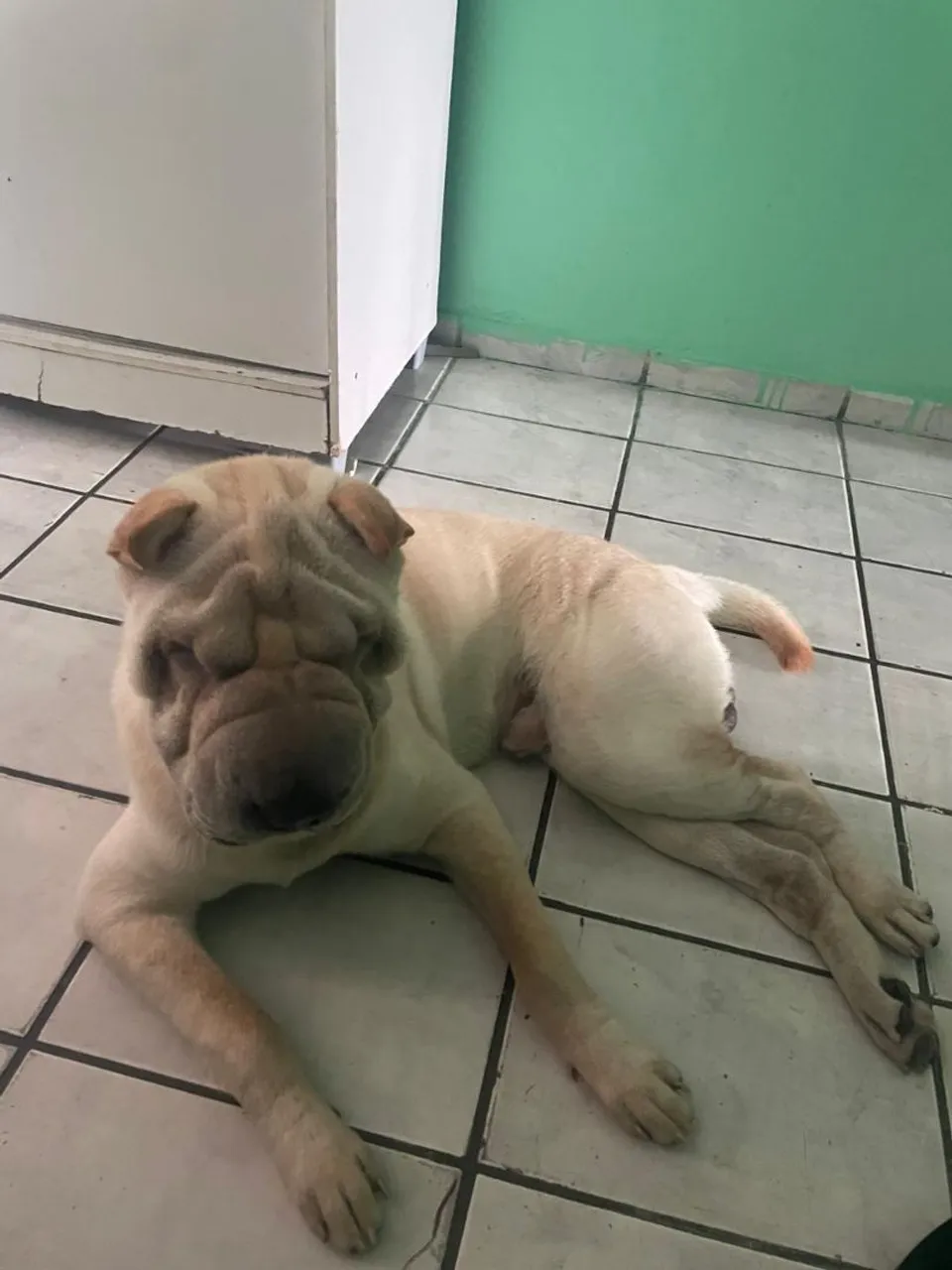 Filhote de Sharpei