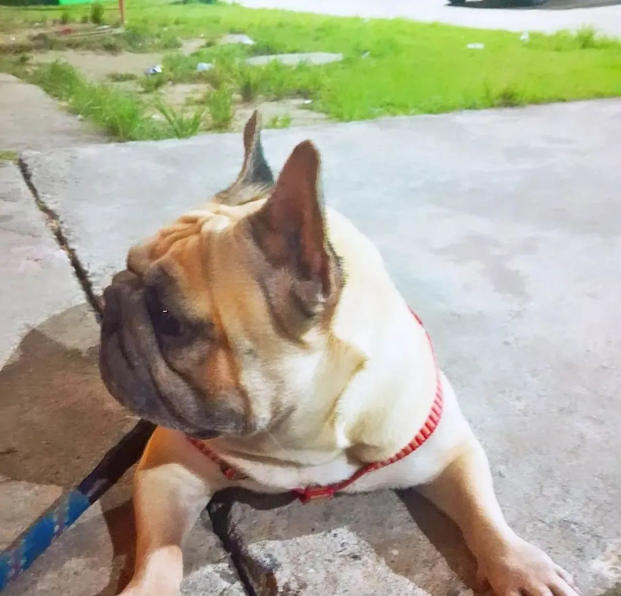 Buldogue francês fêmea 2 anos e 4 meses não é castrada . R$750 - Foto 5