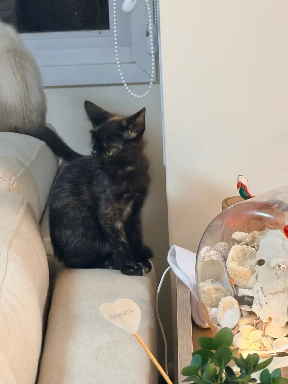 Doação Gato, Gatinha