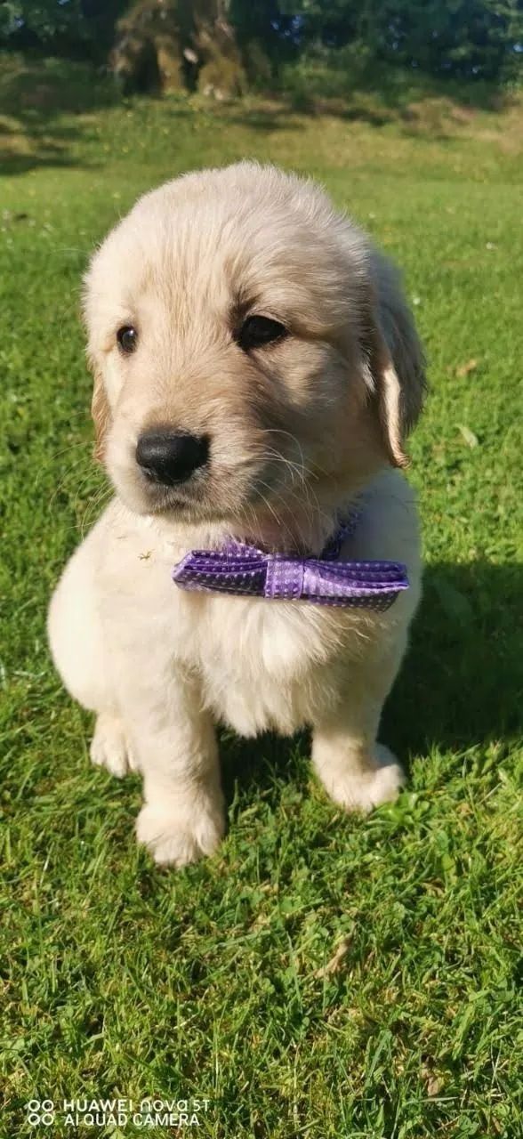Golden Retriever filhote: Lealdade e ternura em um só cão!