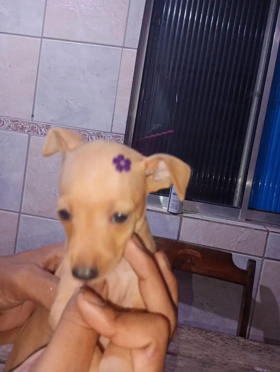 Quatro lindas fêmeas Pincher 3 - Foto 2