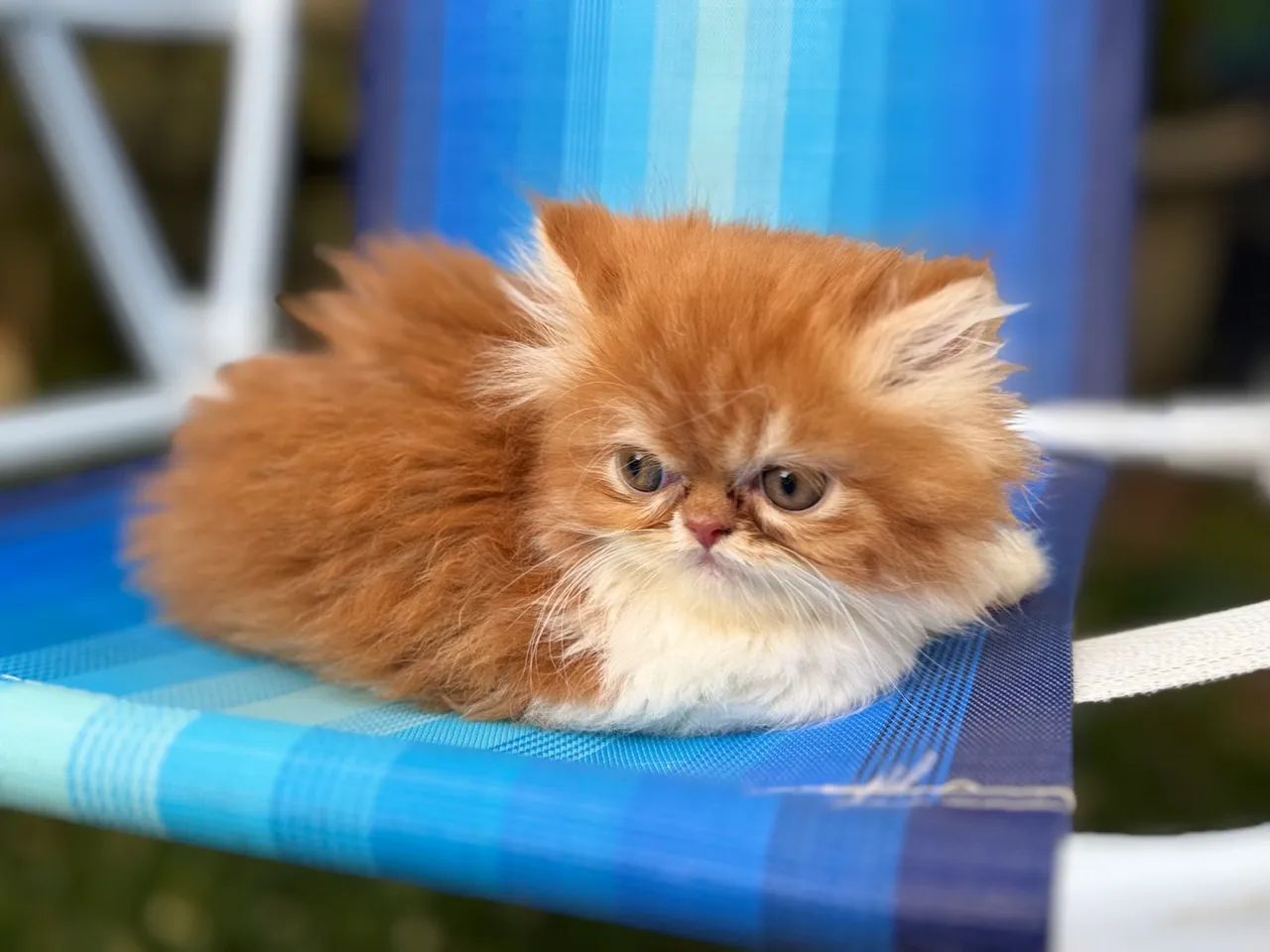 Gatinho Persa macho em Querência - MT - Foto 5