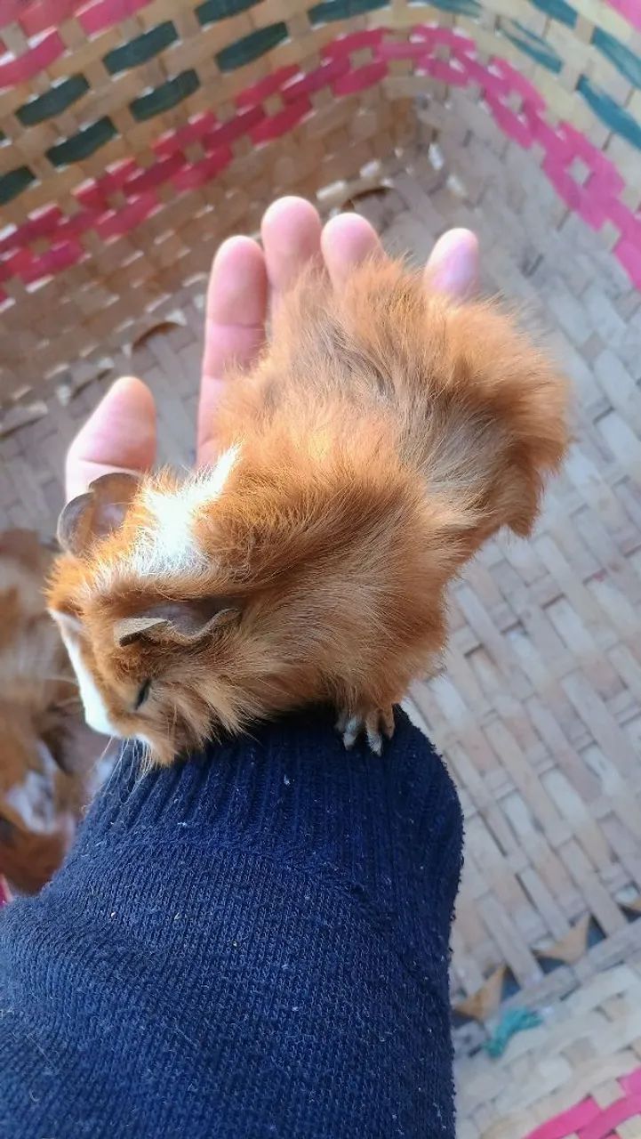 Filhotimhos de Porquinho da Índia - Foto 3