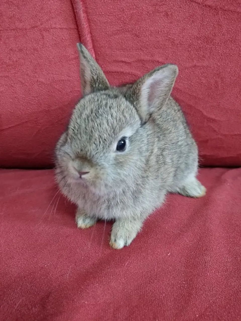 Coelhos mini lindos (sou de Jundiaí- SP) - Foto 3
